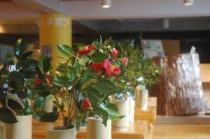円筒状の花瓶に赤い花をつけたヤブツバキが展示されている写真