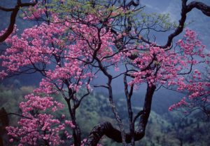 濃いピンク色の花が枝先に満開に咲いているアケボノツツジの写真