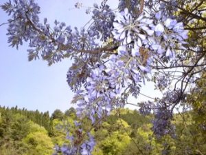 伸びたツルの先に薄紫の花房がきれいに咲いているヤマフジの花の写真