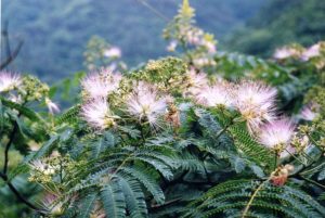 濃い緑色の羽状の葉で、花は化粧のはけのような形をしており、全体が白色で先端がピンク色をしたネムノハナの写真