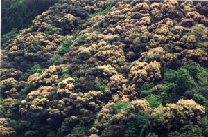 緑色の木の間に黄色い花のスダジイが満開に咲いている山の様子を写した写真