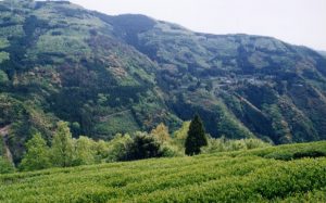 山々が緑や茶色のモザイク模様に染まっている新緑のモザイク林を背景に茶畑が広がっている写真