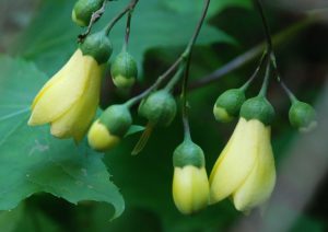 黄色い花をうつむくように咲かせ円錐状に集まって咲いているキレンゲショウマの写真