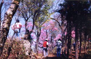 登山道に濃いピンク色の花のアケボノツツジが満開に咲いており、訪れた人々がアケボノツツジを見上げている様子の写真
