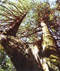 幹の途中から枝分かれしている大きな矢村杉を下から見上げるように写した写真