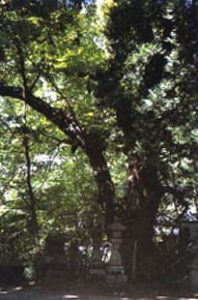 石灯籠の後ろに生えている、幹が太く沢山の葉を付けた大きなトチノキの写真