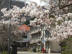 桜の花が満開に咲き誇っている奥に3階建ての校舎が見えている写真