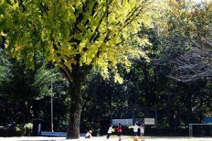 葉が黄色に色付き始めた大きな銀杏の木の下で生徒達が遊んでいる様子の写真