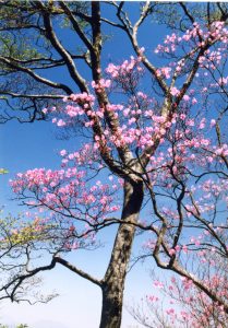 鮮やかなピンク色の花が枝先に沢山咲いている諸塚山のアケボノツツジの写真