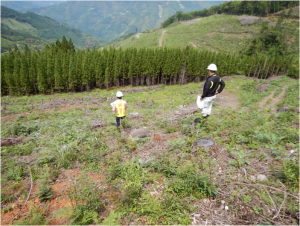 2名の作業員が木々が切り出された山肌の伐採現場を確認している写真