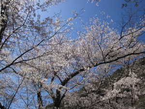 青空に向かって四方に枝を伸ばし、ピンク色の桜の花が満開に咲いている写真