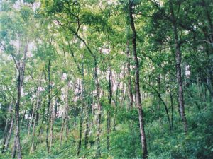 森に沢山生えている背の高いクヌギの木の写真