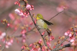 ピンク色に咲く花の枝先に止まっている黄緑色で目の周りが白いメジロの写真