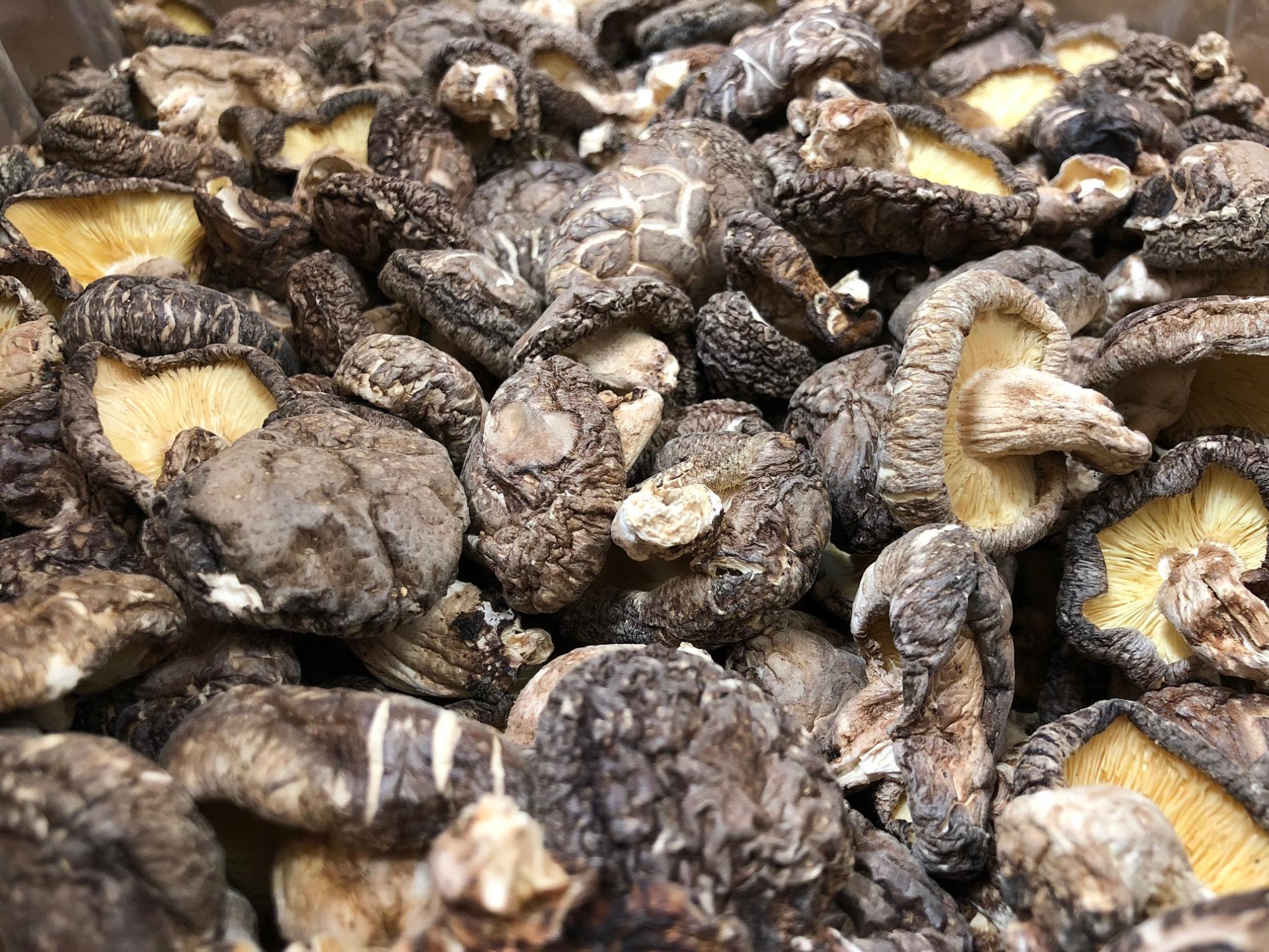 乾しいたけ画像